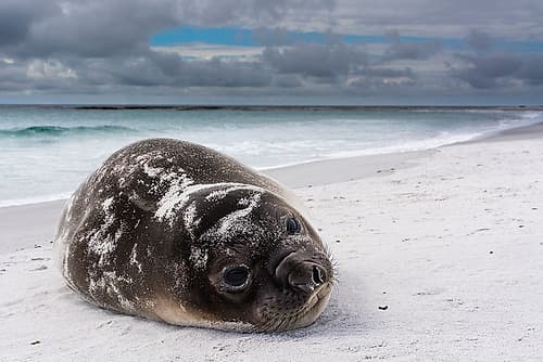 Southern elephant seal pup-Mirounga leonina-resting on a beach Sea Lion Island-Falkland Islands Beach Print